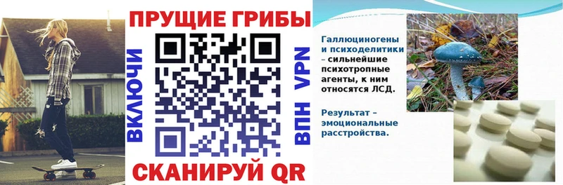 Галлюциногенные грибы Psilocybe  Североморск 